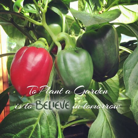 colorful image of red and green bell peppers growing in greenhouse with quoteの写真素材