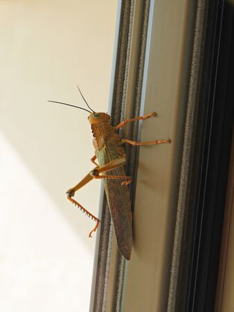 closeup of grasshopper on wallの写真素材