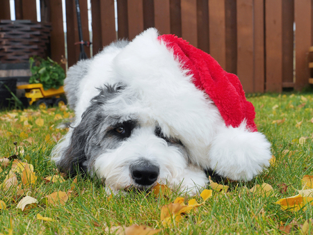 sweet puppy wearing santa hatの写真素材