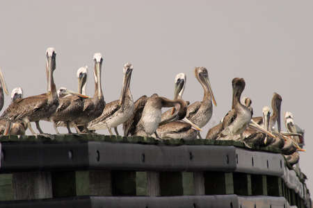 pelicans along riverの写真素材
