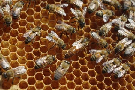 Queen Bee Attended by Her Worker Bees