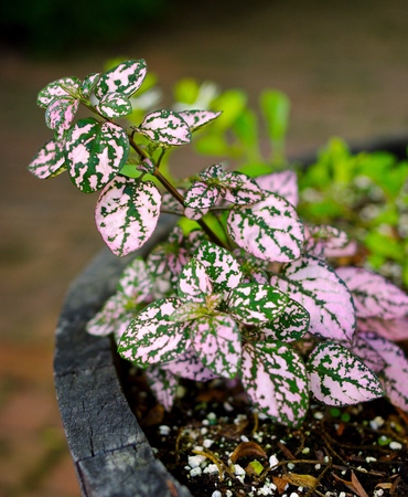 Polka Dot Plant Hypoestes.  Selective focus on leaves of a green and pink spotted plant potted in a wood barrel.の写真素材