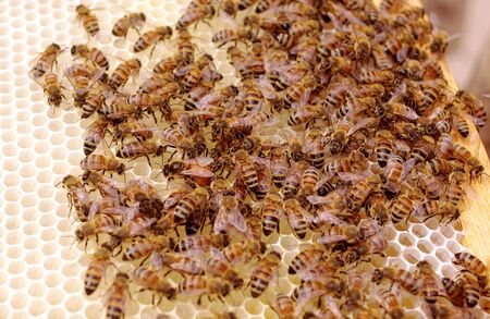 Queen Bee Laying Eggs on New Brood Frame with Uncapped Honey and Brood Cells.の写真素材