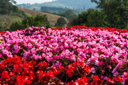 Beautiful flora in the garden.の写真素材