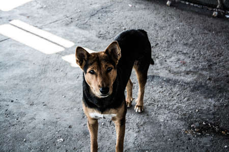 Abadoned dog lives in the fishing port.の写真素材