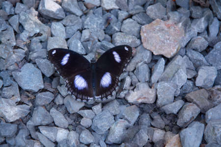 Butterflyの写真素材