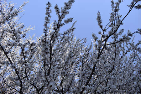 Beautiful cherry blossom sakura in spring time over blue sky