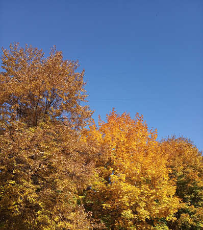 Autumn trees Against Blue Sky. Yellow autumn leafs on blue sky background.