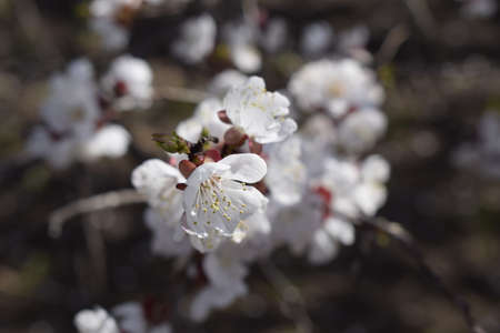 Spring blooming sakura cherry flowers branchの写真素材