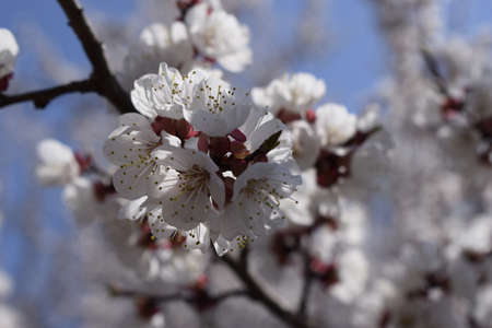 Spring blooming sakura cherry flowers branch