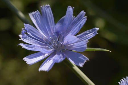 Common Chicory or Cichorium intybus flower blossoms commonly called blue sailors, chicory, coffee...
