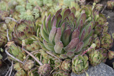 Miniature succulent plant. Top view of green cactus flower in closeup picture.