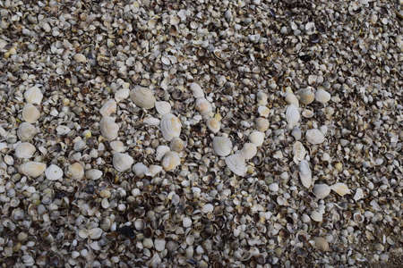 Love sea text on shell beach background. Relaxation, vacation idyllic concept.