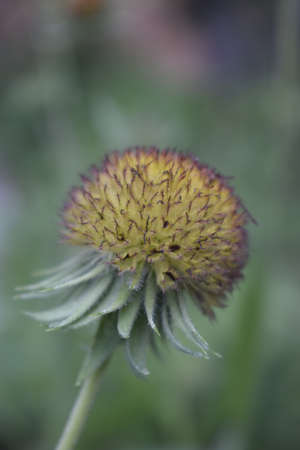 Gaulardia sharp bud with green thorns and yellow center on blurred gren backgroundの写真素材