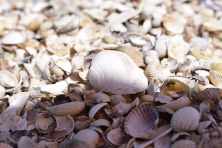 Sea shells composition. Natural background of broken seashells on the beach.