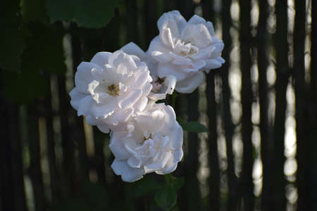 White rose in the garden. Beautiful pale pink rose blossoms on a bushの写真素材