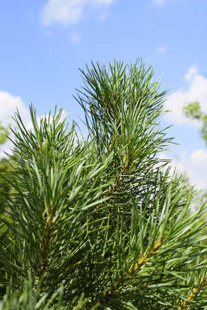 A branch of green pine with needles, on a summer day, against the sky. Blurred background of green...