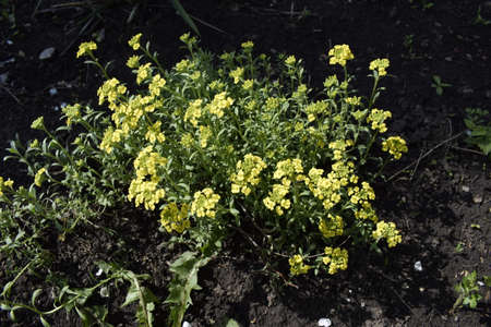Gold alissum or borax. Blossoming Alissum (the Alison, Gmelina) in the garden. Flowersの写真素材