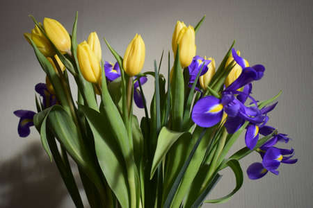 Yellow fresh tulip and blue irisis. Flowers over stucco background. Tulip flower yellow-red blossom easterの写真素材