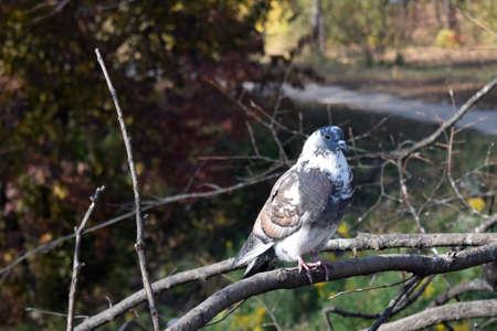 Pigeon sitting on a tree branch in the city park.の写真素材