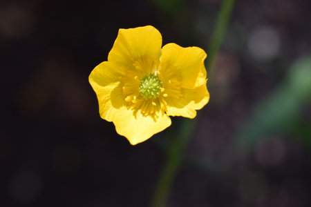 Erantis (spring) family of buttercup, growing in garden. Erantis spring family of buttercup. Close...
