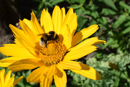 Bumble bees or honeybees pollinating on false sunflowers or Heliopsis helianthoides in the garden on a summer day. Yellow heliopsis closeupの写真素材