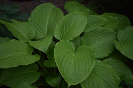 The green leaves of Hosta in summer. Green life concept. Decorative garden plant Hosta. Large green...