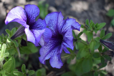 Petunia large-flowered Limbo Blue Veined. Flower of a petunia one-year white and violet color in a garden against the background of green leaves.の写真素材