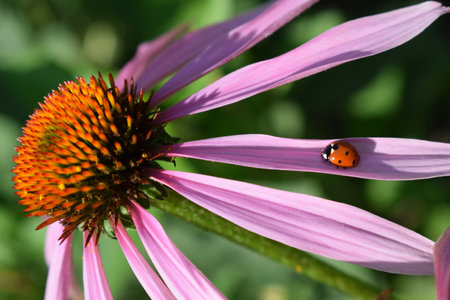 Red ladybug on Echinacea flower, ladybird creeps on stem of plant in spring in garden in summer. Pink Echinacea flower in the garden. Herbal plant. Echinacea purpureaの写真素材