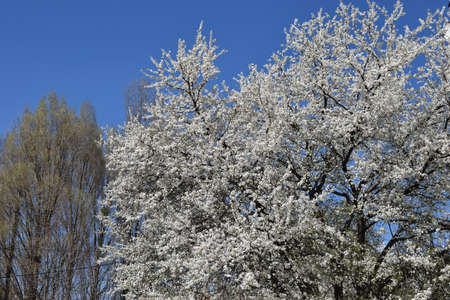 Spring flowers with blue background, no clouds. Beautiful Cherry Tree in Blossom on Blue Sky...