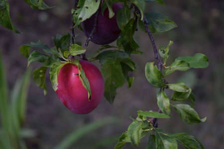 Plum tree with fruit. Closeup of delicious ripe plums on tree branch in garden. Red plum fruits on branch with green leaves growing in the garden.の写真素材