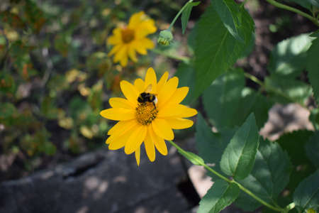 Bumble bee pollinating a bright yellow Heliopsis helianthoides cultivar (rough oxeye, smooth oxeye...