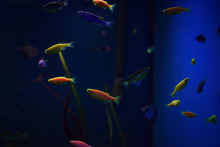 Many small bright cortical fishes in pure blue water swim chaoticの写真素材