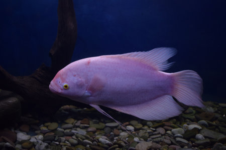 Giant gourami fish (Osphronemus goramy) in aquarium. Wildlife animal. Goramy fish floating in a...