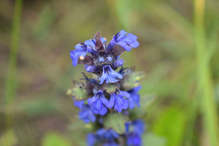 Blue salvia in macro shot showing its detail. Salvia pratensis sage flowers in bloom, flowering blue...