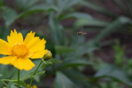 Beautiful yellow flowers Coreopsis lanceolata and a small hoverfly. Taken in the Early summer....