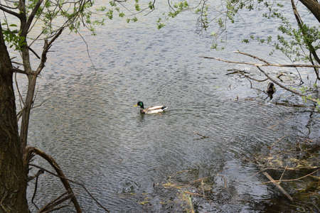 Two ducks are swimming in the water. Two tufted ducks swimming in the water, protected bird species,...