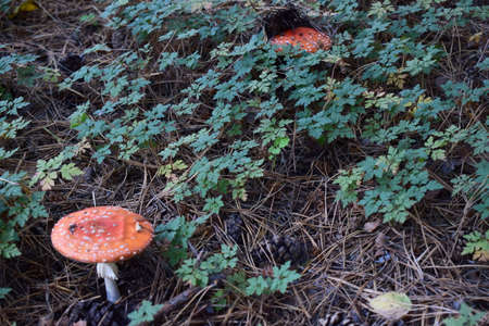 Fly agaric or fly Amanita mushroom, Amanita muscaria. Amanita muscaria is a basidiomycete of the...