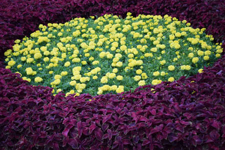 Beautiful orange Marigold flowers, amazing summer flowers of marigold bush, summer ornamental flora....