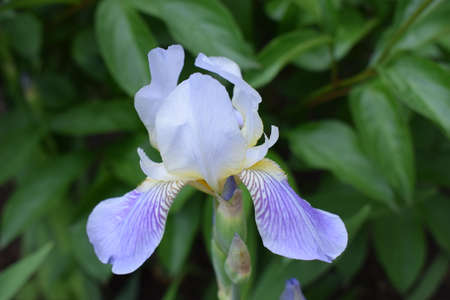 Blue Colored Iris Flower in the spring garden. Beautiful blue iris flower. White and blue iris...