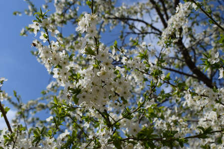 spring cherry blossoms. White delicate color of cherry tree on a background of blue sky.