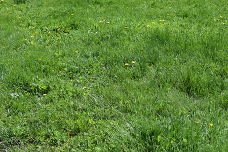 Close up background of beautiful green grass lawn. Green lawn blurs with golden light at sunset for...