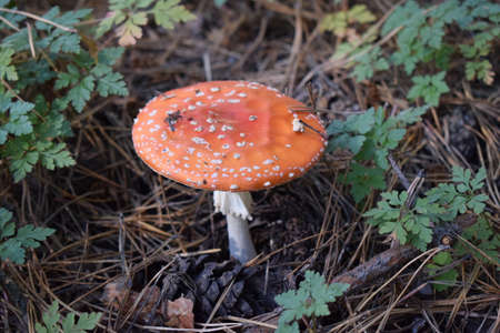 Fly agaric or fly Amanita mushroom, Amanita muscaria. Amanita muscaria is a basidiomycete of the...