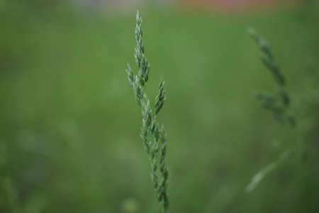 Blur green grass, natural background. close up with shallow DOF. Natural background of green grass...