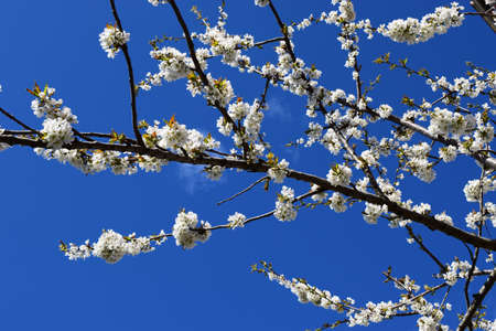 Blooming sakura, cherry tree with white flowers on a blue sky background. Spring pink bloom...