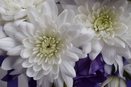 White chrysanthemums and roses petals macro soft focus close up. Dreamy mood, morning light wedding...