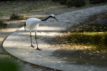 white crane in the zoo is standing on the groung. Adult red-crowned cranes, Grus japonensis, also called the Japanese craneの写真素材