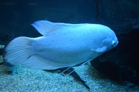 Giant gourami fish (Osphronemus goramy) in aquarium. wild animal. Goramy fish floating in a planted aquarium.の写真素材