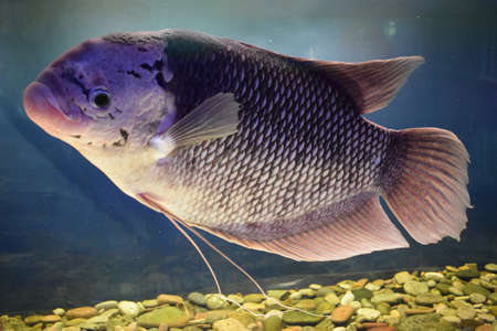Beautiful tilapia fish in water tankの写真素材