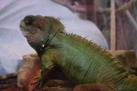Asian water dragon stands alone, shedding skin on the back. It is a species of agamid lizard native...